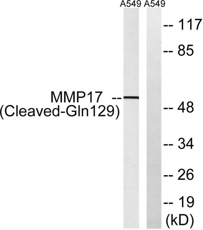 意大利贵宾会-贵宾会官方网站入口