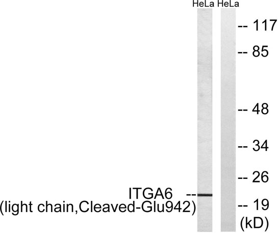 意大利贵宾会-贵宾会官方网站入口