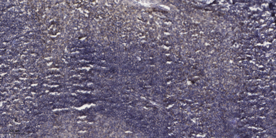 意大利贵宾会-贵宾会官方网站入口