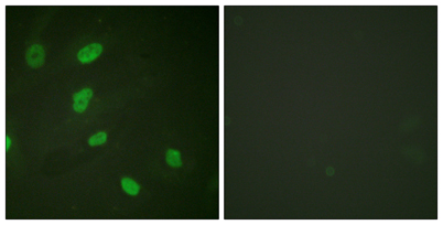 意大利贵宾会-贵宾会官方网站入口