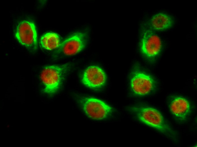 意大利贵宾会-贵宾会官方网站入口