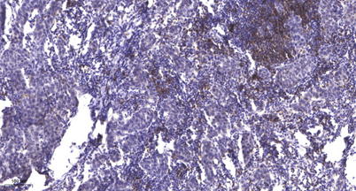 意大利贵宾会-贵宾会官方网站入口
