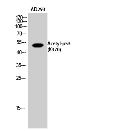 意大利贵宾会-贵宾会官方网站入口