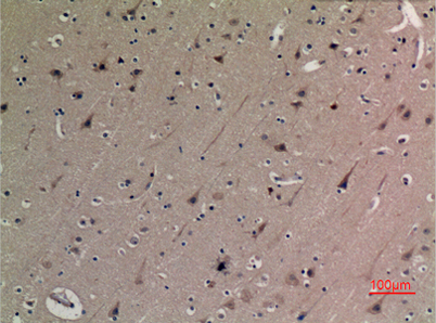 意大利贵宾会-贵宾会官方网站入口