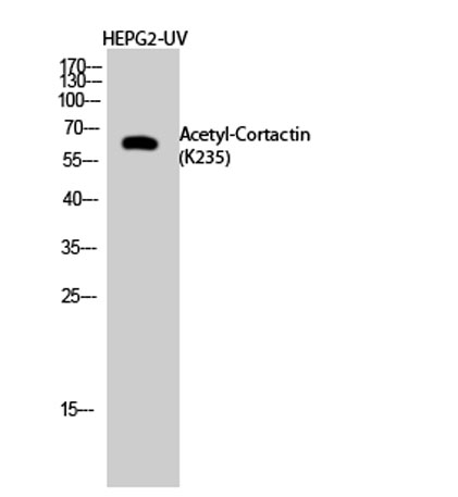 意大利贵宾会-贵宾会官方网站入口