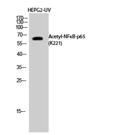 意大利贵宾会-贵宾会官方网站入口