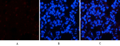 意大利贵宾会-贵宾会官方网站入口