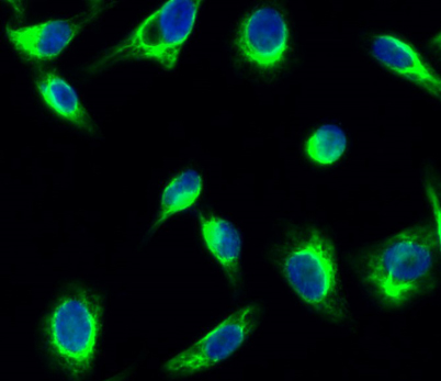 意大利贵宾会-贵宾会官方网站入口