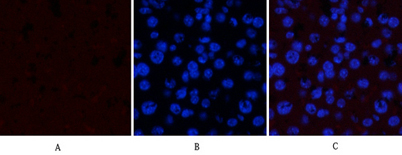 意大利贵宾会-贵宾会官方网站入口