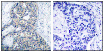 意大利贵宾会-贵宾会官方网站入口