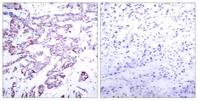 意大利贵宾会-贵宾会官方网站入口
