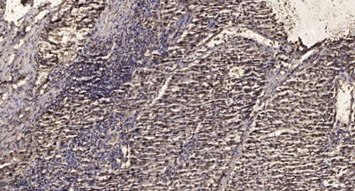 意大利贵宾会-贵宾会官方网站入口