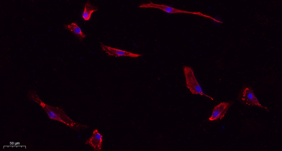 意大利贵宾会-贵宾会官方网站入口