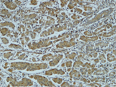 意大利贵宾会-贵宾会官方网站入口