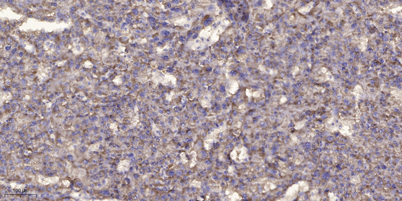 意大利贵宾会-贵宾会官方网站入口