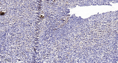 意大利贵宾会-贵宾会官方网站入口