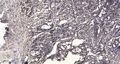 意大利贵宾会-贵宾会官方网站入口