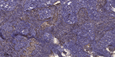 意大利贵宾会-贵宾会官方网站入口