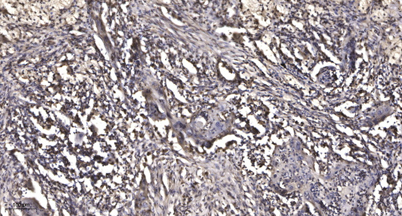 意大利贵宾会-贵宾会官方网站入口