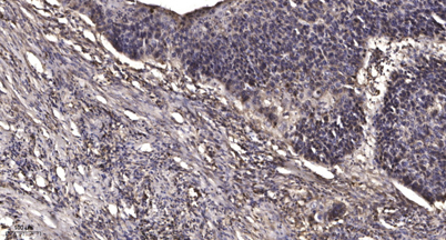 意大利贵宾会-贵宾会官方网站入口