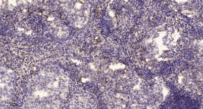 意大利贵宾会-贵宾会官方网站入口