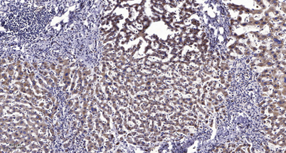 意大利贵宾会-贵宾会官方网站入口
