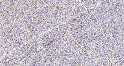 意大利贵宾会-贵宾会官方网站入口