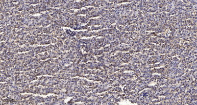 意大利贵宾会-贵宾会官方网站入口