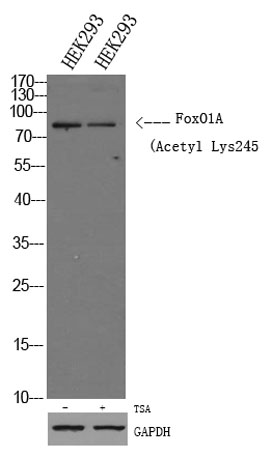 意大利贵宾会-贵宾会官方网站入口