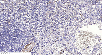 意大利贵宾会-贵宾会官方网站入口