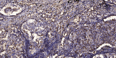 意大利贵宾会-贵宾会官方网站入口