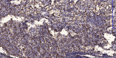 意大利贵宾会-贵宾会官方网站入口