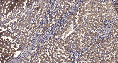 意大利贵宾会-贵宾会官方网站入口