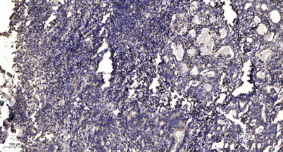 意大利贵宾会-贵宾会官方网站入口