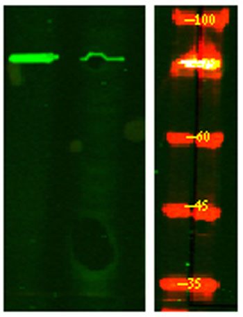 意大利贵宾会-贵宾会官方网站入口