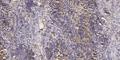 意大利贵宾会-贵宾会官方网站入口