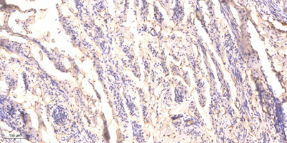 意大利贵宾会-贵宾会官方网站入口