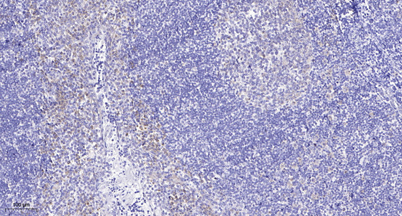 意大利贵宾会-贵宾会官方网站入口