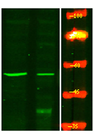 意大利贵宾会-贵宾会官方网站入口