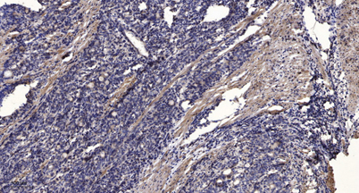 意大利贵宾会-贵宾会官方网站入口