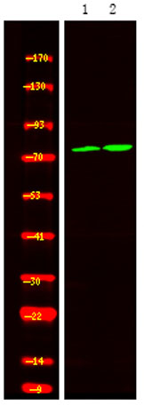 意大利贵宾会-贵宾会官方网站入口