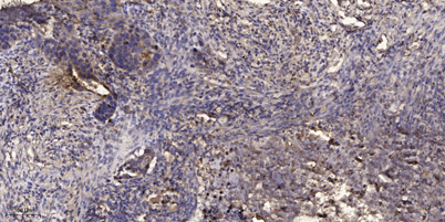 意大利贵宾会-贵宾会官方网站入口