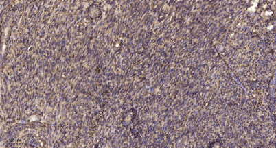 意大利贵宾会-贵宾会官方网站入口