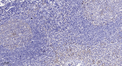 意大利贵宾会-贵宾会官方网站入口