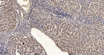 意大利贵宾会-贵宾会官方网站入口