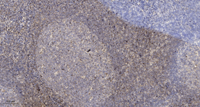 意大利贵宾会-贵宾会官方网站入口