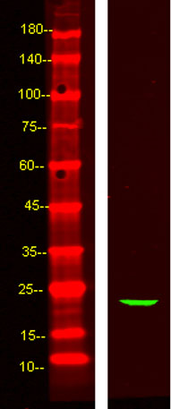 意大利贵宾会-贵宾会官方网站入口