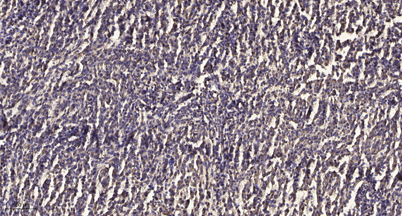 意大利贵宾会-贵宾会官方网站入口