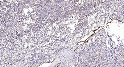 意大利贵宾会-贵宾会官方网站入口