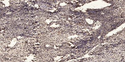 意大利贵宾会-贵宾会官方网站入口